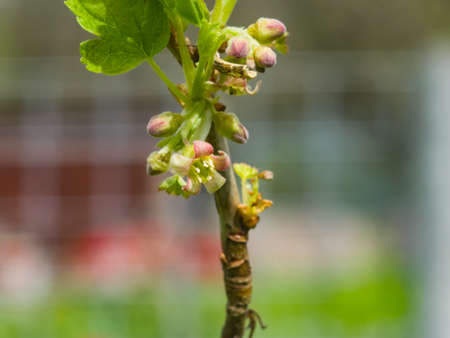 Flowers of blackcurrant on branch with bokeh background macro, selective focus, shallow DOF.の写真素材