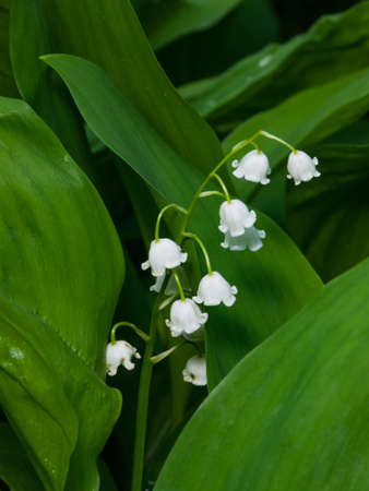Blooming Lily-of-the-valley, Convallaria majalis, flowers and leaves, macro, selective focus,...