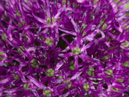 Allium aflatunense decorative onion violet flowers close-up, selective focus, shallow DOF.の写真素材