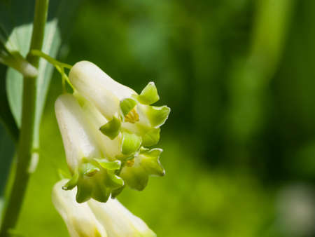 Flowers on blooming polygonatum odoratum, angular Solomon's seal, close-up, selective focus, shallow DOF.の写真素材