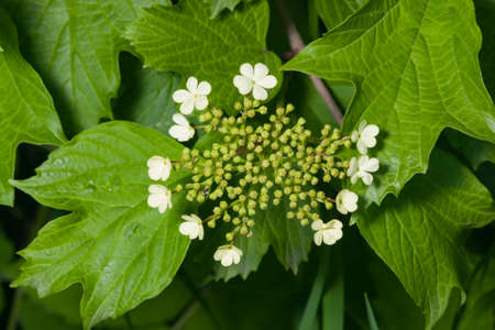 Blooming Guelder rose, Viburnum opulus, flowers and buds close-up, selective focus, shallow DOF.