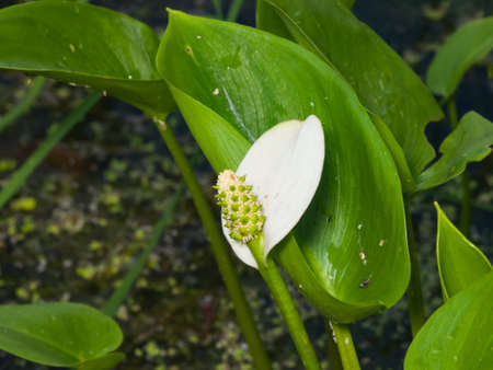 White flower of Bog Arum or Calla palustris close-up, selective focus, shallow DOF.の写真素材