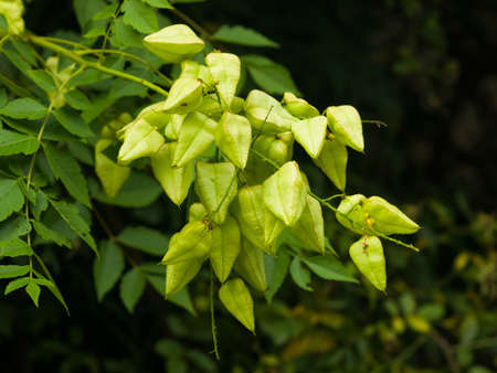 Golden Rain tree, Koelreuteria paniculata, unripe seed pods close-up, selective focus, shallow DOF.の写真素材