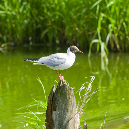 Black-headed Gull or Chroicocephalus ridibundus sitting on dry wood at river close-up portrait, selective focus, shallow DOF.の写真素材