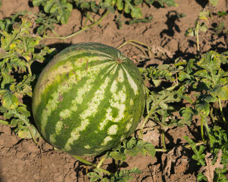 Watermelon riping on ground at field close-up, selective focus, shallow DOF.の写真素材