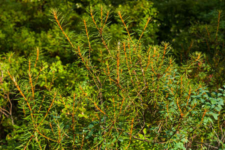 Marsh Labrador tea, Rhododendron tomentosum Ledum palustre, leaves on stem, close-up, selective focus, shallow DOF.の写真素材