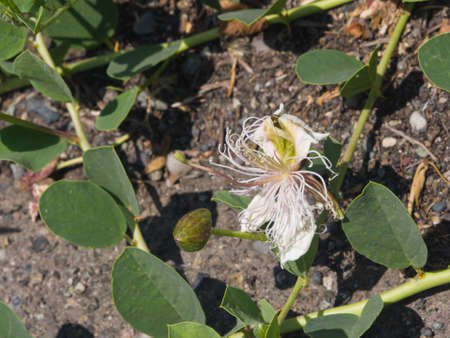 Wild caper bush or Flinders rose, Capparis spinosa, flower close-up, selective focus, shallow DOF.の写真素材