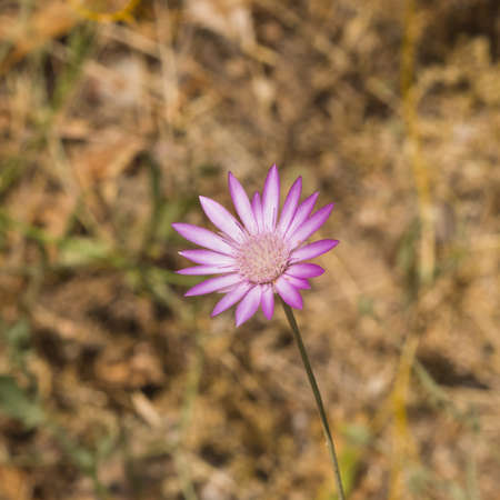 Purple flower of Annual Everlasting or Immortelle, Xeranthemum annuum, macro selective focus,...