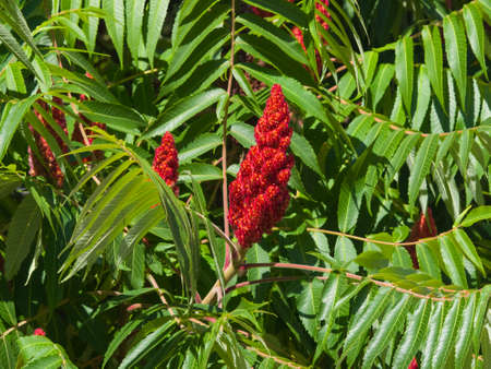 Red flower with green leaves on blooming Staghorn sumac, Rhus typhina, close-up, selective focus, shallow DOF.の写真素材
