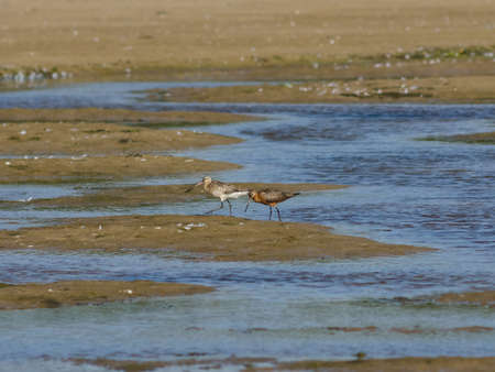 Two Bar-tailed Godwits or Limosa lapponica walk at seashore, portrait, selective focus, shallow DOF.の写真素材