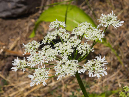 Flowers on dangerous plant Hogweed Sosnowski, Heracleum sosnowskyi, closeup, selective focus,...