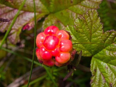 Riping cloudberry or Rubus chamaemorus at swamp in wild, berry macro, selective focus, shallow DOF.