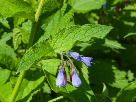 Flowers on Caucasian comfrey or Symphytum caucasicum close-up, selective focus, shallow DOF.の写真素材