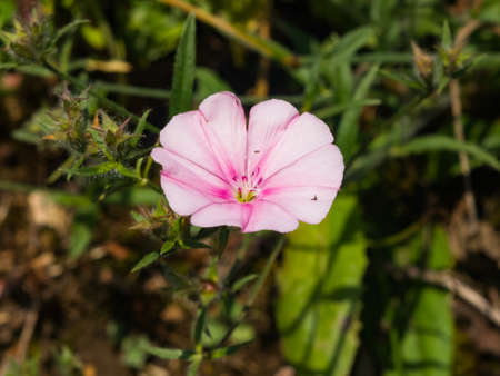 Field Bindweed Convolvulus Arvensis pink flower close-up, selective focus, shallow DOF.