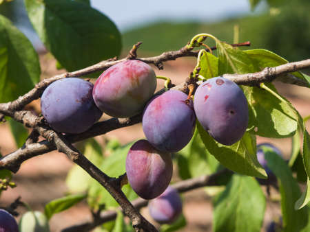 Riping blue plums on tree in garden close-up, selective focus, shallow DOF.の写真素材