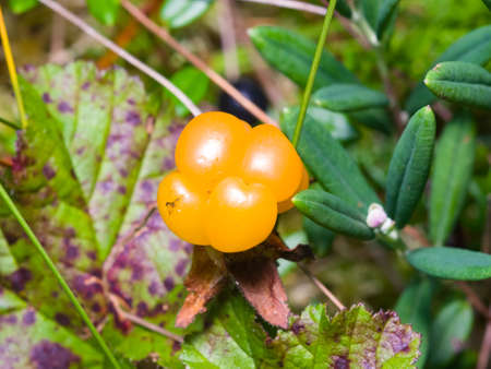 Ripe cloudberry or Rubus chamaemorus at swamp in wild, berry macro, selective focus, shallow DOF.
