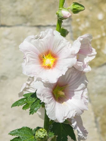 Blossom Common Hollyhock, Alcea Rosea, close-up with bokeh background, selective focus, shallow DOF.の写真素材