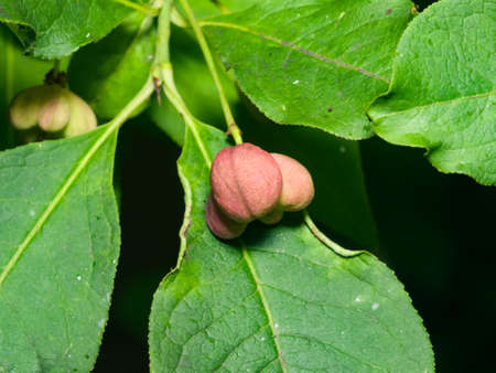 Riping fruit on European or common spindle, Euonymus europaeus, close-up with bokeh, selective...