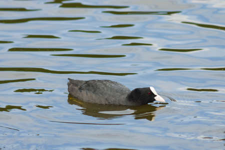 Eurasian coot Fulica atra swimming in pond close-up portrait, selective focus, shallow DOF.の写真素材