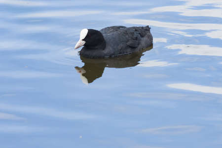 Eurasian coot Fulica atra swimming in pond close-up portrait, selective focus, shallow DOF.の写真素材