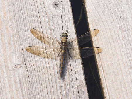 Female dragonfly Scarce Chaser or Libellula fulva macro on wooden plank, selective focus, shallow DOF.の写真素材