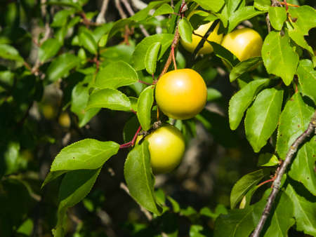 Riping yellow plums on branch with leaves close-up, selective focus, shallow DOF.の写真素材