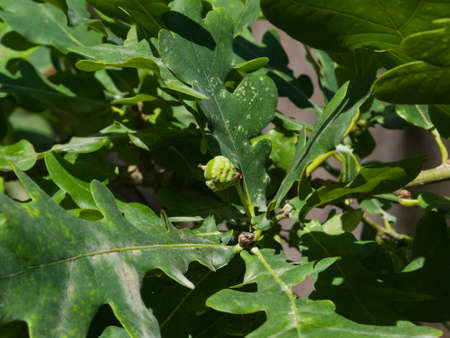 Very small green acorn riping in leaves on oak, quercus, close-up, selective focus, shallow DOF.