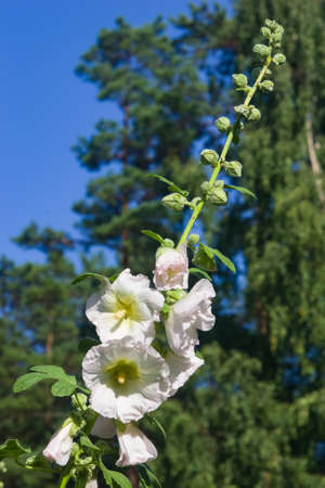 Blossom Common Hollyhock, Alcea Rosea, close-up with bokeh background, selective focus, shallow DOF.の写真素材