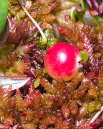 Wild cramberry Oxycoccus, riping in moss macro, selective focus, shallow DOF.の写真素材