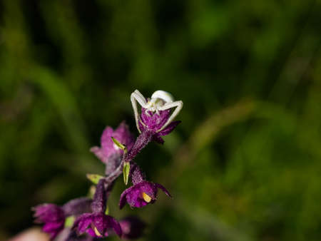 White Flower Crab spider on purple orchid macro portrait, selective focus, shallow DOF.の写真素材
