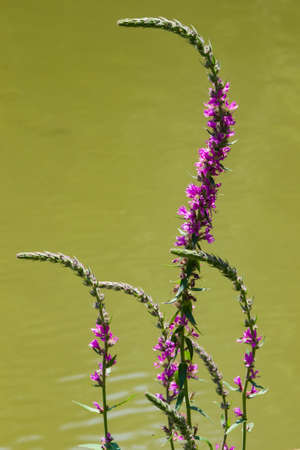 Purple Loosestrife or Lythrum salicaria blossom over water close-up, selective focus, shallow DOF.