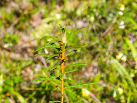 Marsh Labrador tea, Rhododendron tomentosum Ledum palustre, leaves on stem, close-up, selective focus, shallow DOF.の写真素材