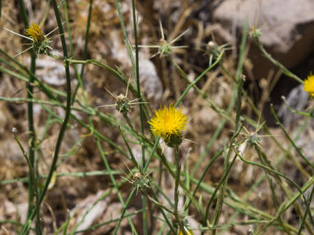 Yellow Star-Thistle or Centaurea solstitialis flower macro, selective focus, shallow DOF.