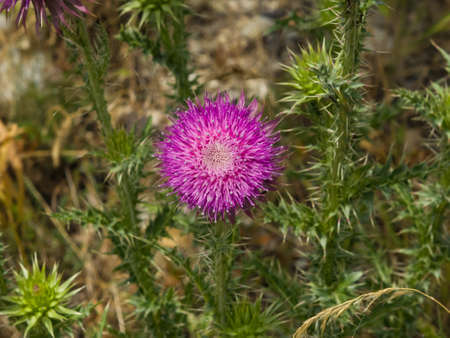 Blooming Thistle or Carduus flowers and buds on stem macro with bokeh background, selective focus,...