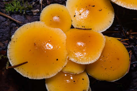 Edible Flammulina velutipes, Enokitake, Golden Needle, Lily or winter mushrooms close-up at dark...
