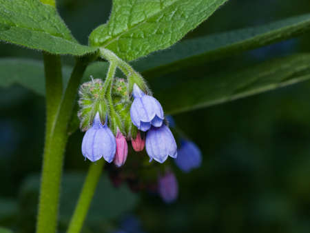 Blossom Prickly Comfrey, Symphytum Asperum, flowers and leaves close-up, selective focus, shallow DOF.の写真素材