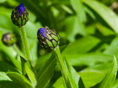 Flower buds of Mountain cornflower or Centaurea montana macro, selective focus, shallow DOF.の写真素材