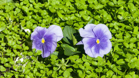 Violet Viola flowers at flowerbed detailed macro, selective focus, shallow DOF.の写真素材