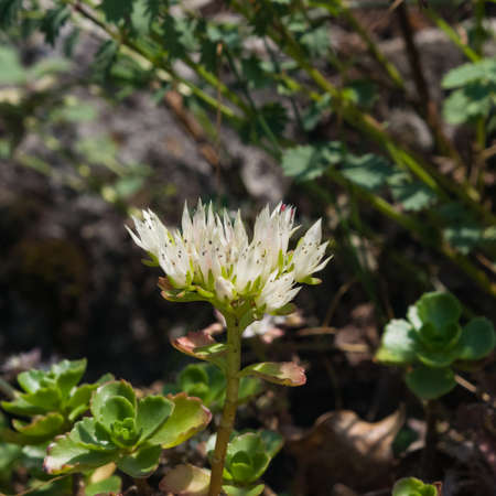Blooming Stonecrop Sedum oppositifolium on rocks with small white flowers macro, selective focus, shallow DOF.の写真素材
