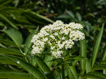 Blooming danewort dwarf elderberry or elderwort, Sambucus ebulus, close-up, selective focus, shallow DOF.の写真素材