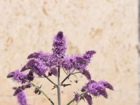 Blooming mint or mentha violet flowers close-up at flowerbed, selective focus, shallow DOF.