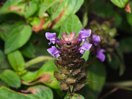 Common Self-Heal or Heal-All, Prunella Vulgaris, flowers macro, selective focus, shallow DOF.の写真素材