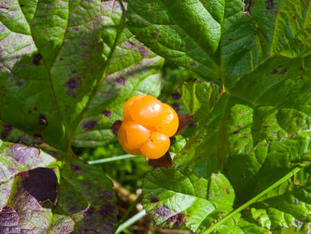 Ripe cloudberry or Rubus chamaemorus at swamp in wild, berry macro, selective focus, shallow DOF.