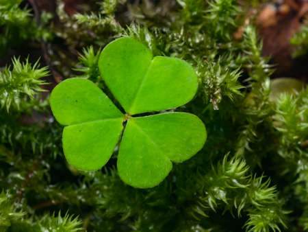Common Wood Sorrel Oxalis acetosella leaf in moss macro, selective focus, shallow DOF.の写真素材