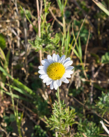 Flower of chamomile close-up with bokeh background, selective focus, shallow DOF.の写真素材