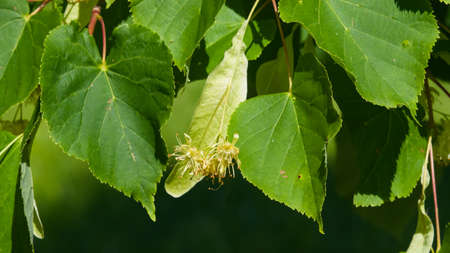 Small-leaved lime or littleleaf linden, Tilia cordata, flowers at end of blossom close-up, selective...