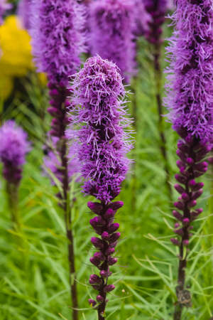 Dense blazing star or Liatris spicata blossom close-up, selective focus, shallow DOF.の写真素材