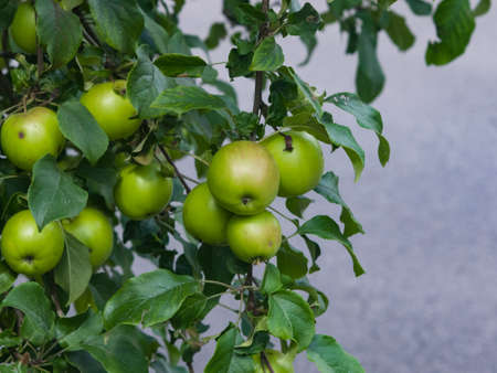 Red apples riping on branch in sunlight, selective focus, shallow DOF.の写真素材