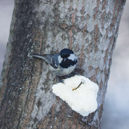 Coal tit, Periparus ater, close-up portrait on tree with fat ball, selective focusの写真素材