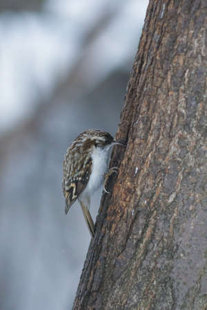 Small bird Eurasian or Common Treecreeper, Certhia familiaris, close-up portrait on tree with bokeh background, selective focusの写真素材